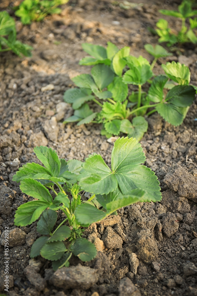 Strawberry plants in garden Strawberry plants in garden