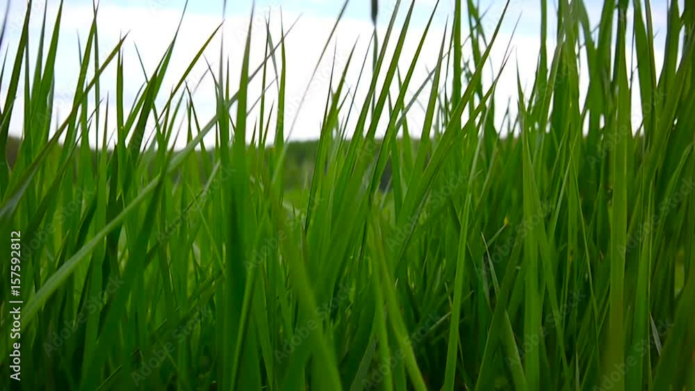 Green grass macro sun shines through the leaves of the grass beautiful background spring Green grass macro sun shines through the leaves of the grass beautiful background spring