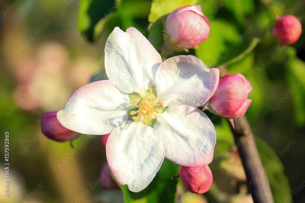 Apple blossom on blurred background Apple blossom on blurred background