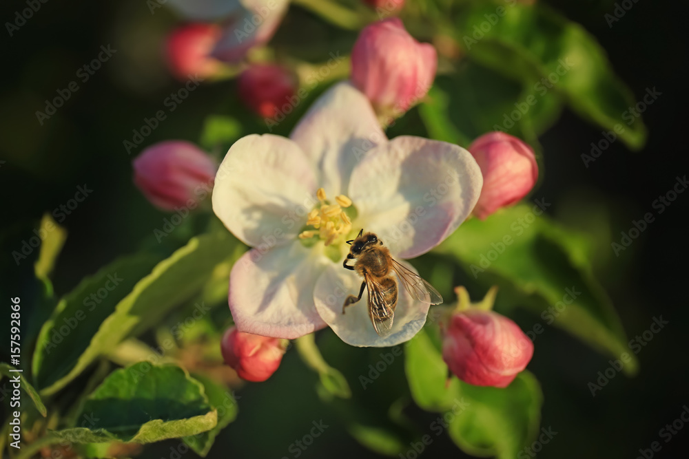Honeybee sitting on apple blossom Honeybee sitting on apple blossom