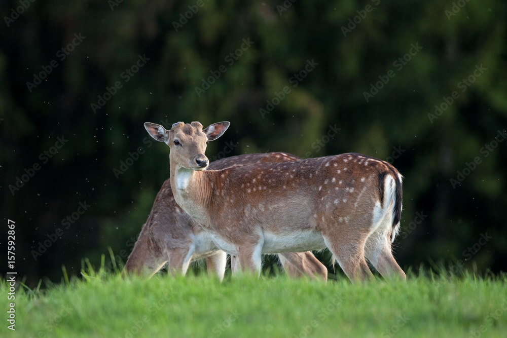 fallow deer, dama dama, Czech republic