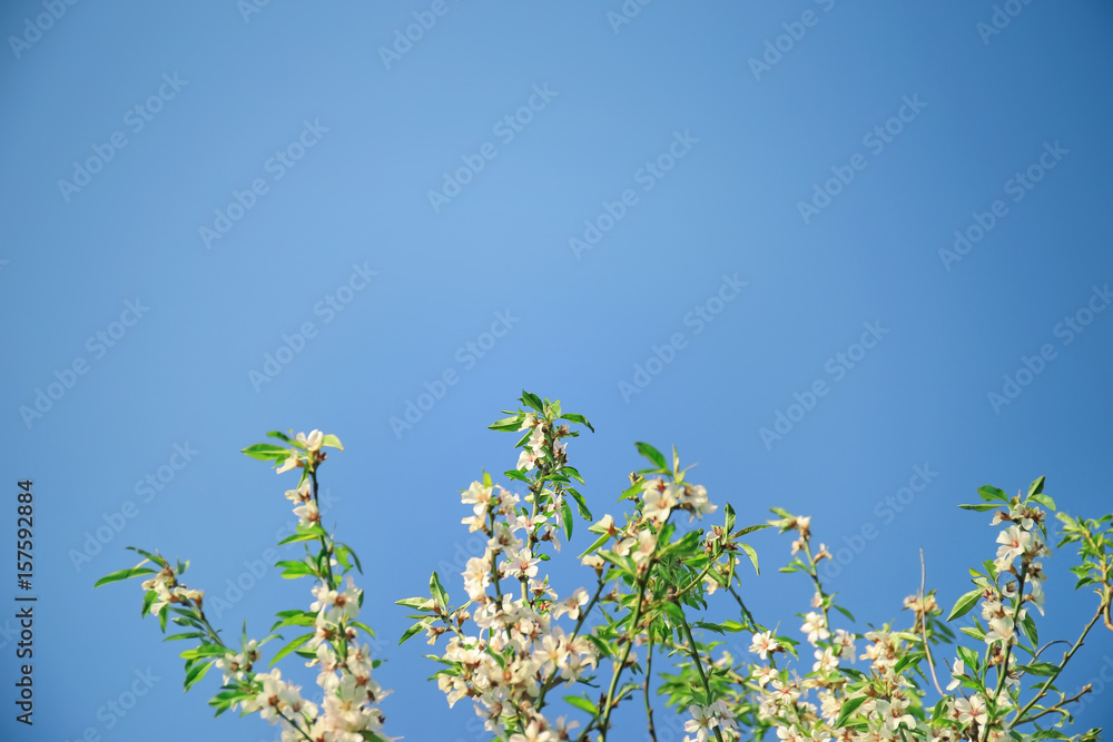 Fruit tree blossom on blue sky background Fruit tree blossom on blue sky background