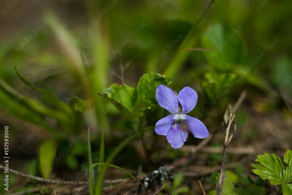 forest wild blue flower with green grass background forest wild blue flower with green grass background