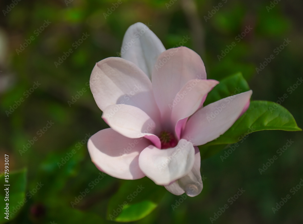 Beautiful blooming flower on blurred background Beautiful blooming flower on blurred background
