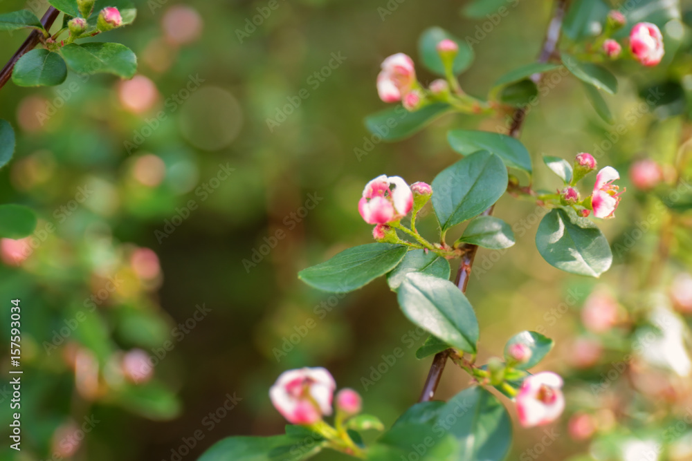Branch with blooming flowers on blurred background Branch with blooming flowers on blurred background