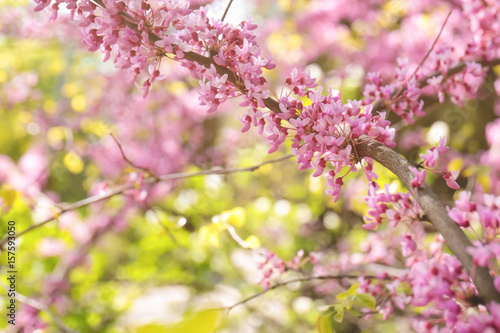 Branch with blooming flowers on blurred background