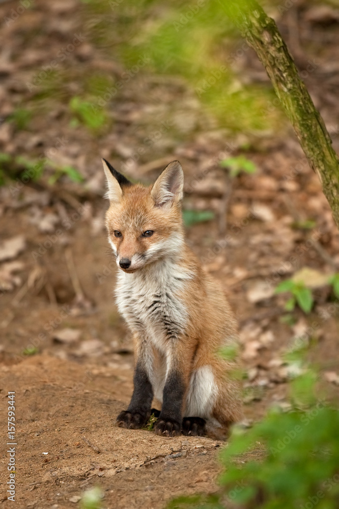 red fox, vulpes vulpes, Czech republic