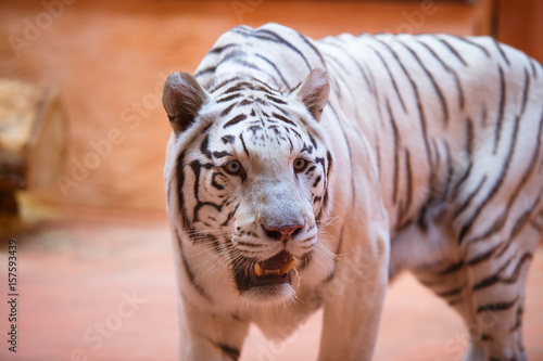 Bengali  white tiger close-up shows tongue  aggressively   cool and cheerful