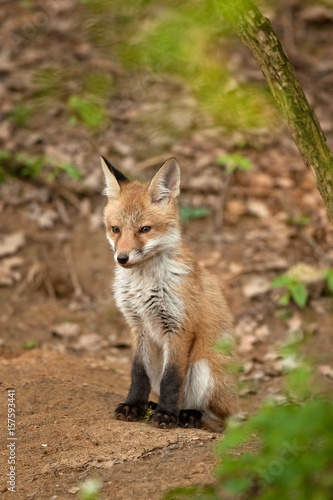 red fox, vulpes vulpes, Czech republic © prochym