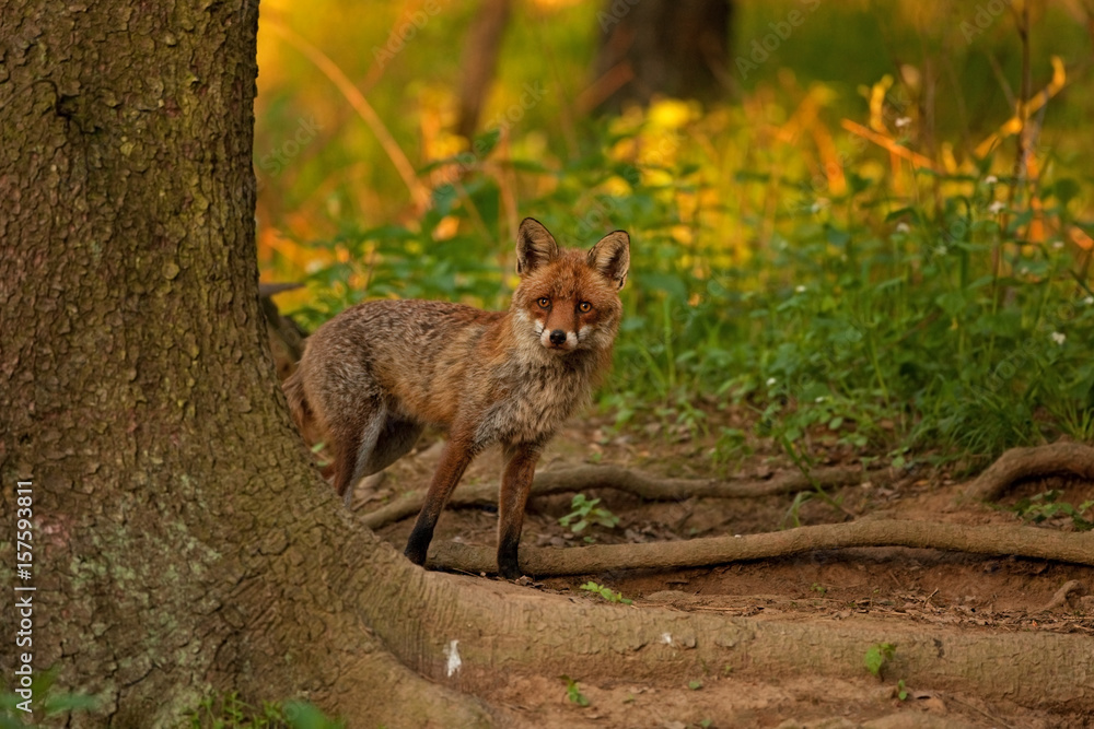 Naklejka premium red fox, vulpes vulpes, Czech republic