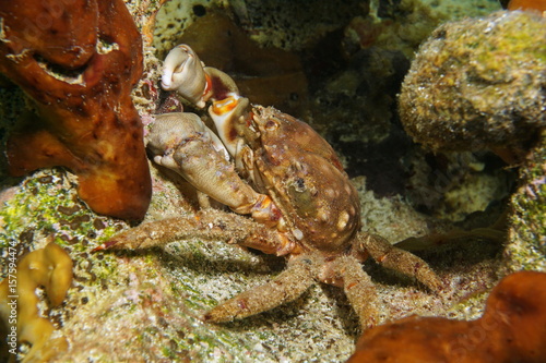 A clinging crab Mithrax sp., underwater in a hole on the reef, Caribbean sea, Panama, Central America