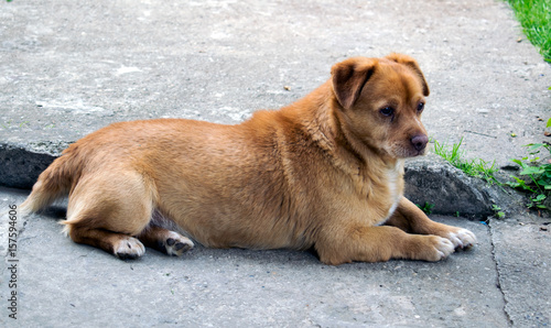 conceived dog lying on concrete