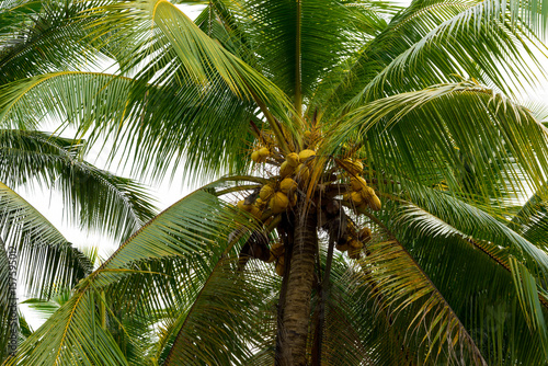 Coconut trees in rural area