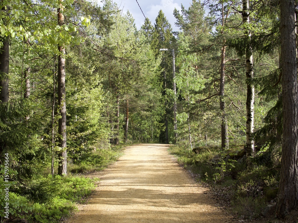 Fototapeta premium Summer forest, Helsinki Central park, Finland