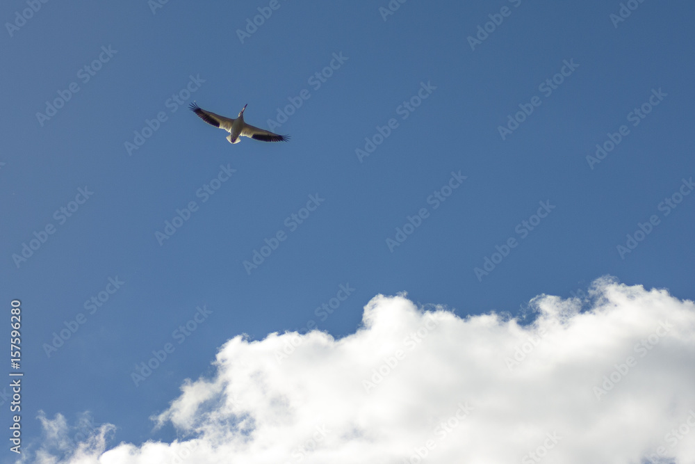 Flock of Pelicans flying