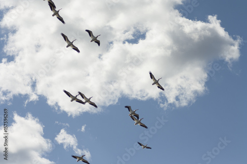 Flock of Pelicans flying