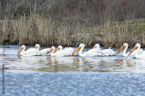 Pelicans at Turnbull wildlife Refuge © draxo12