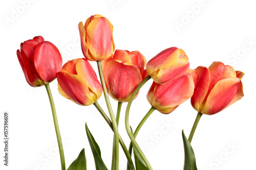 Fototapeta Naklejka Na Ścianę i Meble -  Isolated tulips on a white background