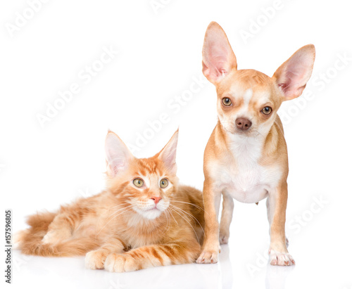 Small chihuahua puppy and maine coon cat together. isolated on white background