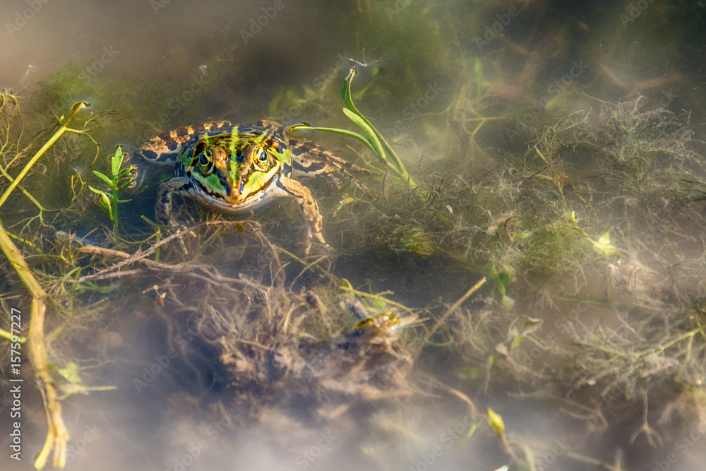 Naklejka premium Frog in the water 