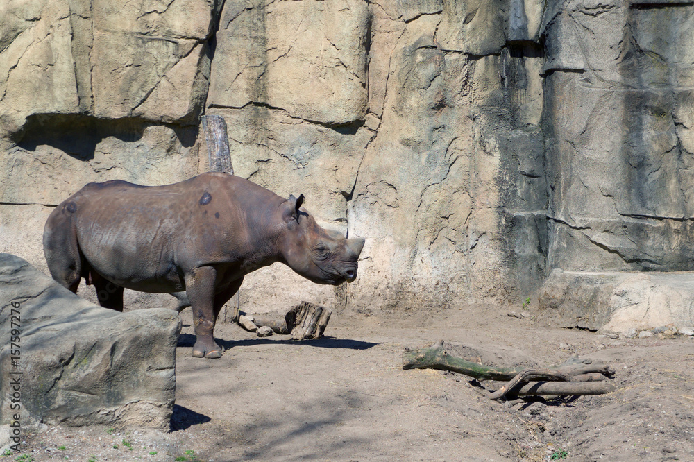 Naklejka premium Rhino Facing Right