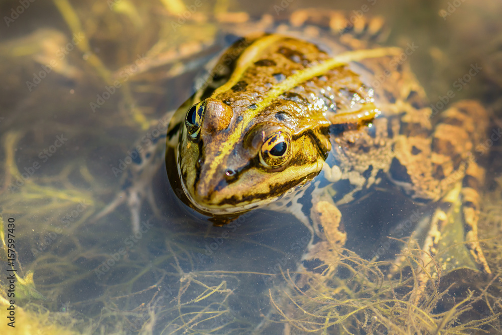 Naklejka premium Frog in the water 