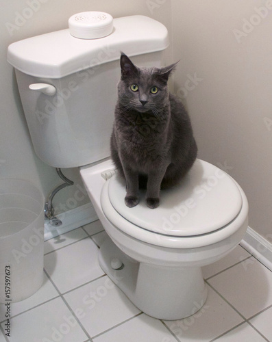 Cat Sits on Toilet