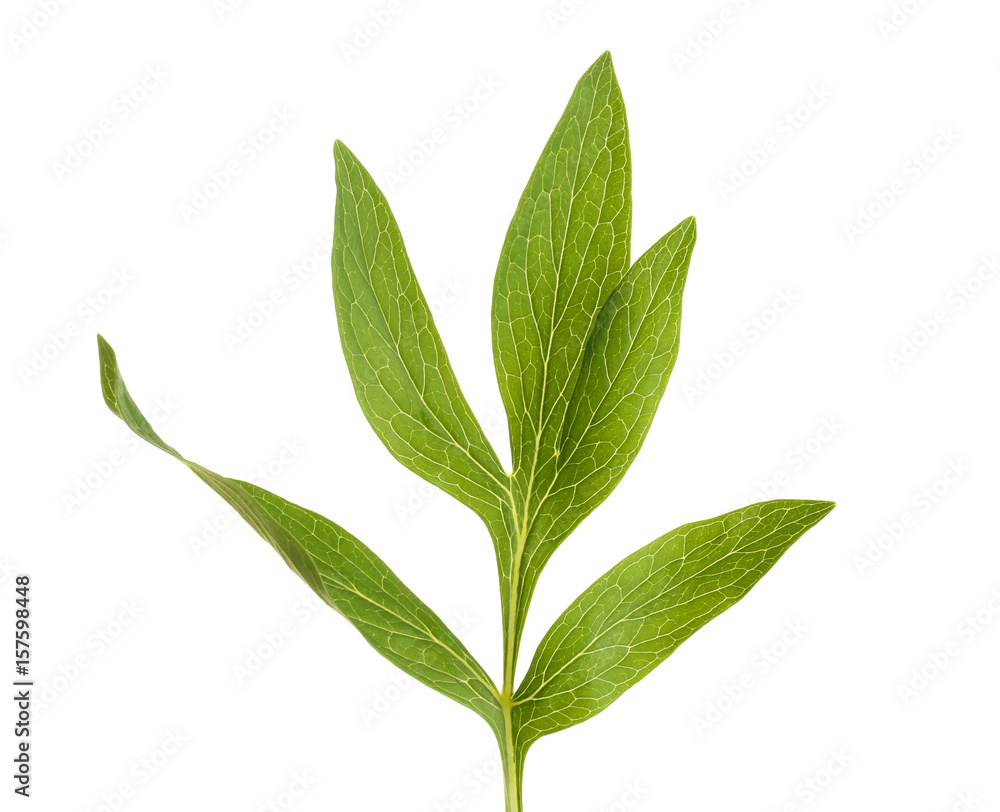Peony leaves on white background