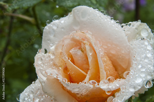 雨上がりのバラ