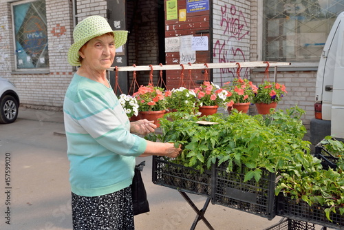 Female gardener chooses sprouts of tomatoes on the street photo