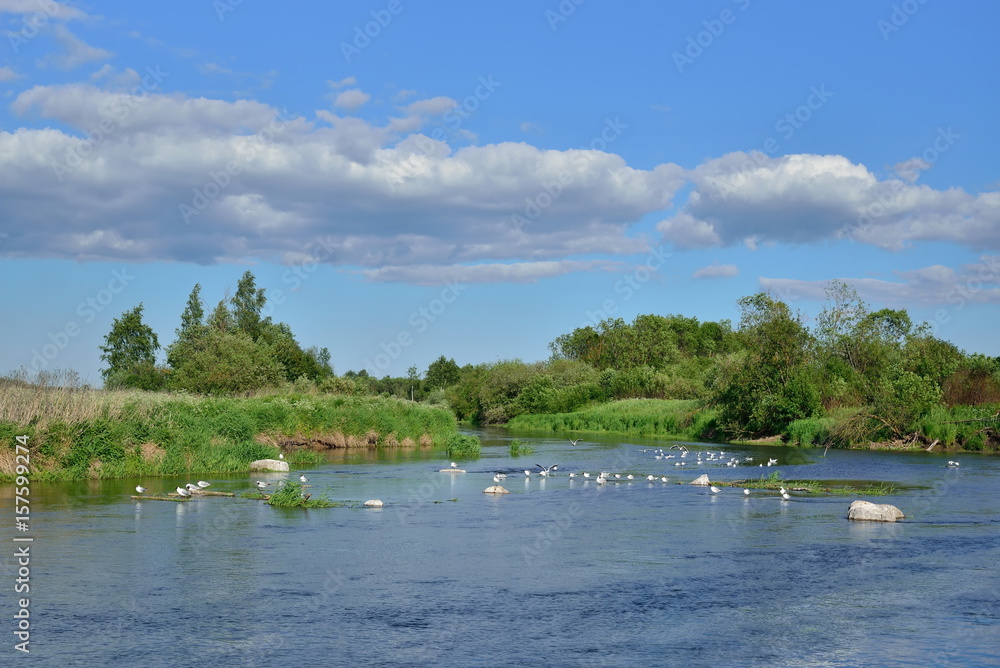 The river in the field and the gulls on the rocks of Sunny day The river in the field and the gulls on the rocks of Sunny day