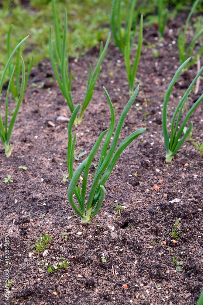 Young green onions in the garden Young green onions in the garden