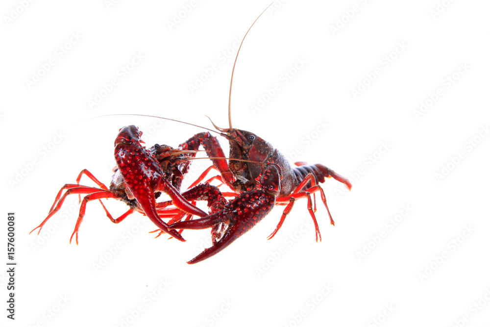 Crawfish, white background, close-up