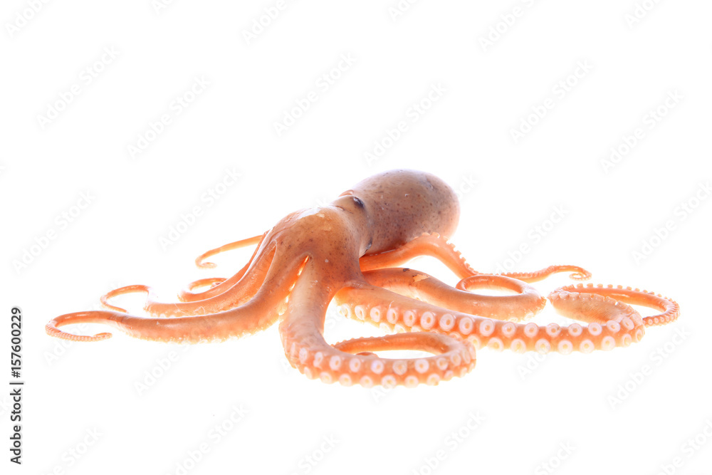 Fototapeta premium octopus