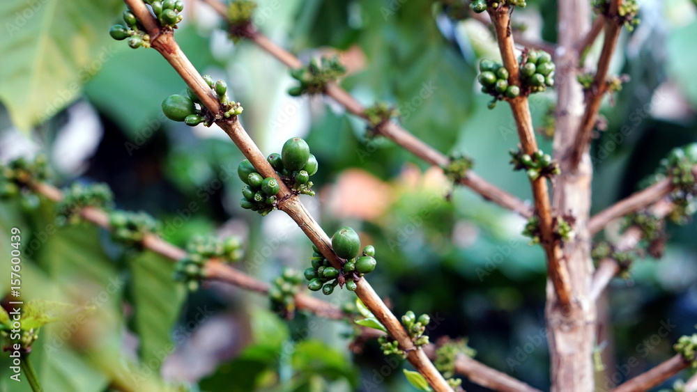 Arabica and Robusta coffee trees, coffee plantation. Arabica and Robusta coffee trees, coffee plantation.