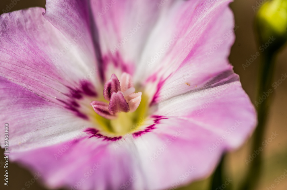pink lily macro on the natural background pink lily macro on the natural background