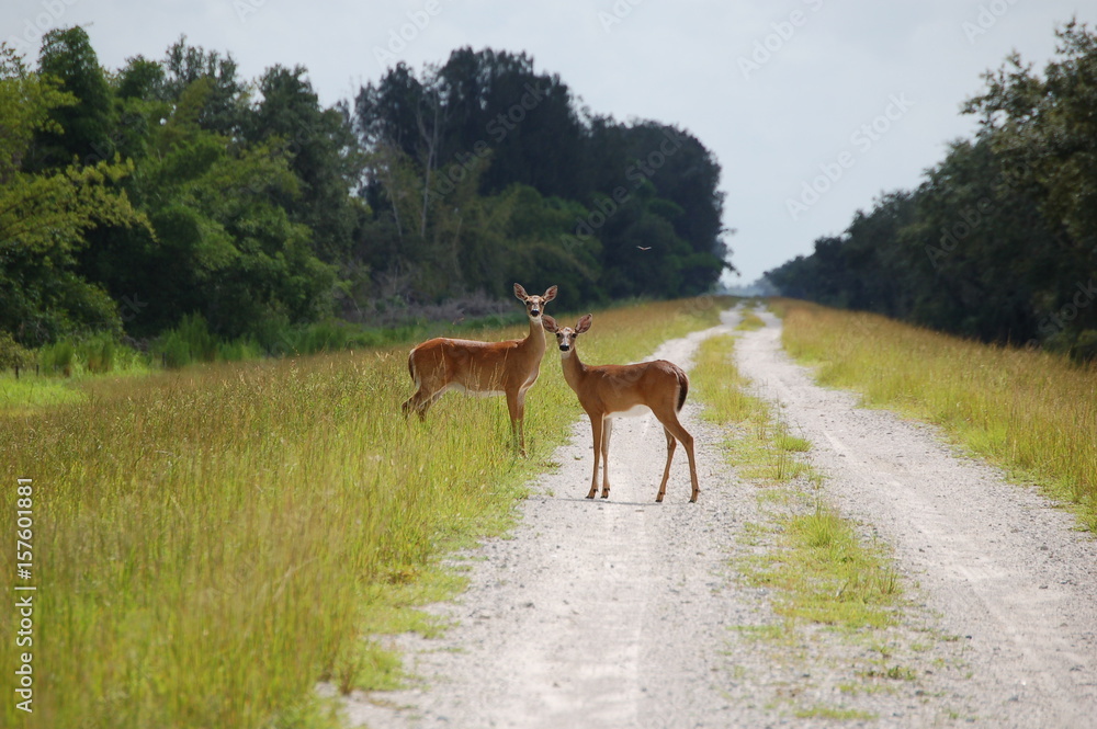 Fototapeta premium Curious Whitetail Deer in Road