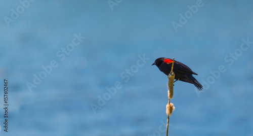 Schilderij op canvas Redwing black birds on branch by the lake