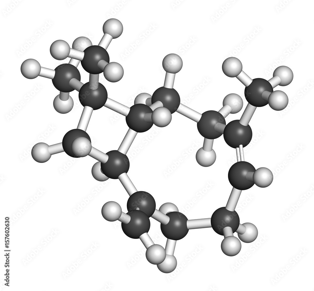 Caryophyllene molecule. Constituent of multiple herbal essential oils, including clove oil. 3D rendering. Atoms are represented as spheres with conventional color coding.