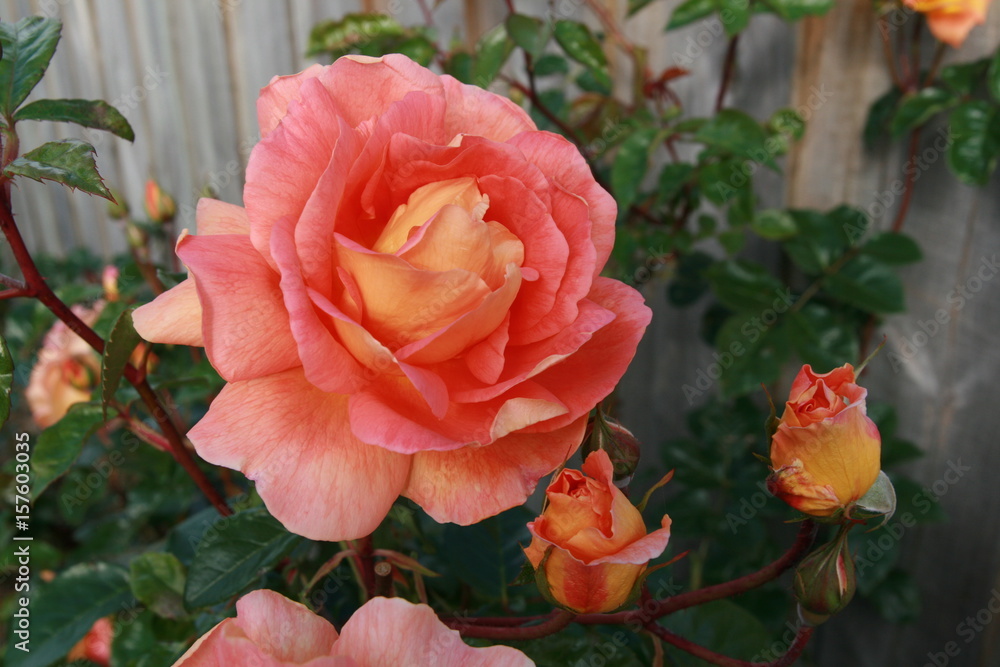 rose rose