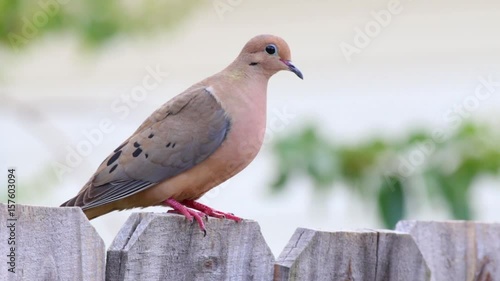 Mourning Dove on fence.