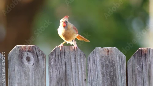 Cardinal bird on fence ruffling feathers.