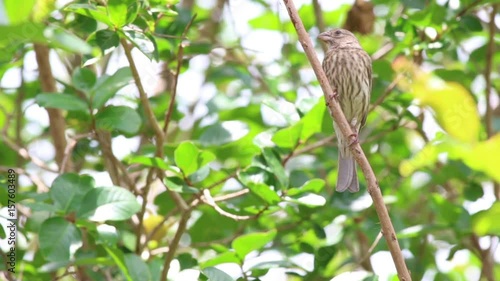 House finch in a tree on a sunny day.
