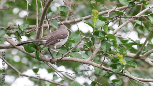 Mocking bird on a tree branch.