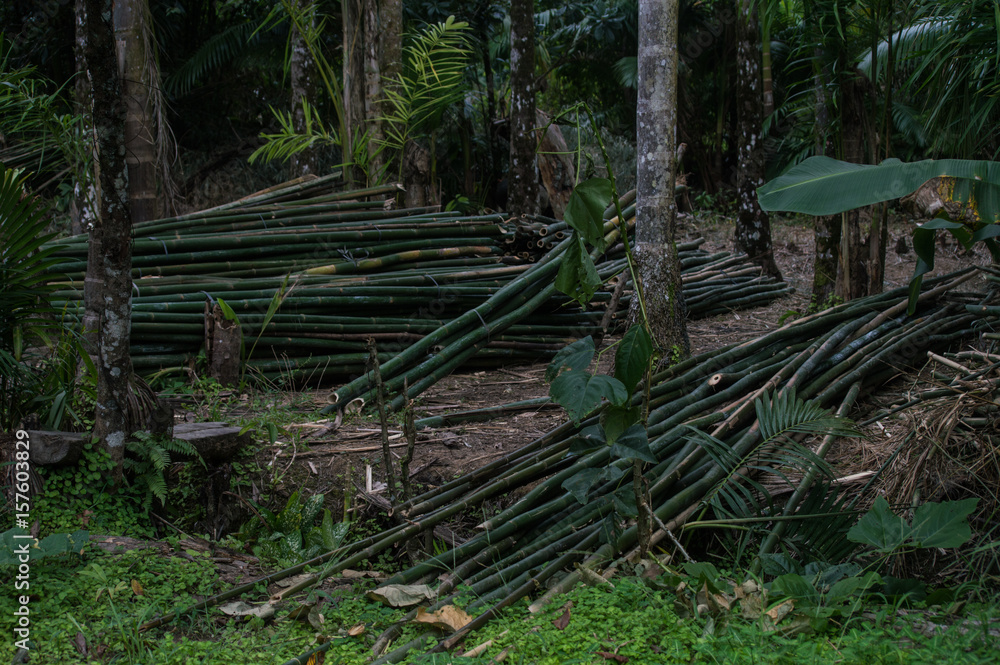 bamboo pack on the floor after be cut bamboo pack on the floor after be cut