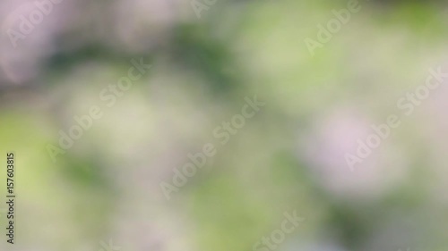 Out of focus green background bokeh blur.