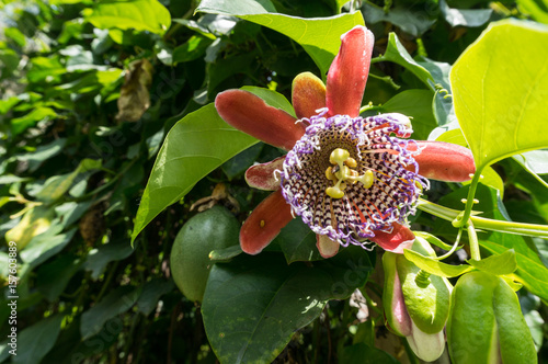 the passion fruit is not only delicious 