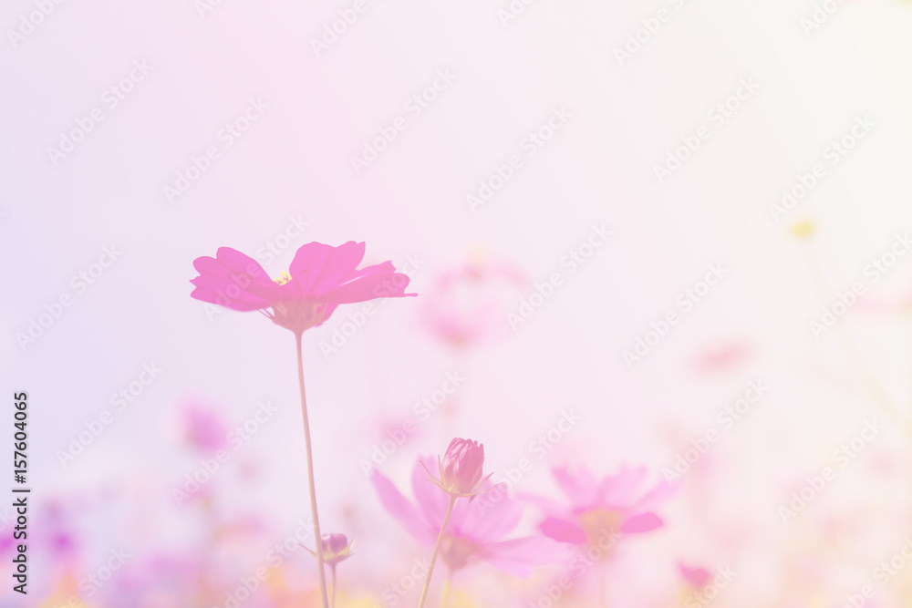 Cosmos beauty flowers