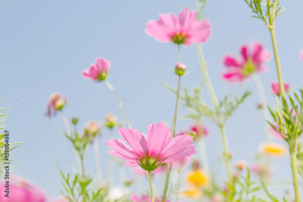 Cosmos beauty flowers