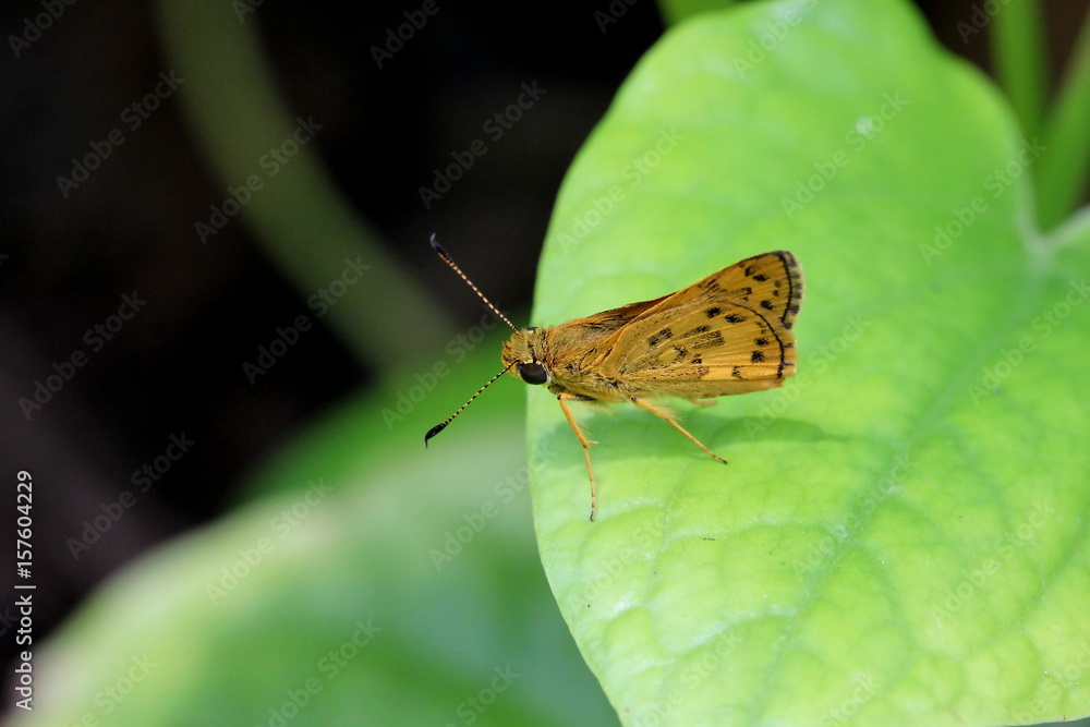 Obraz premium butterfly